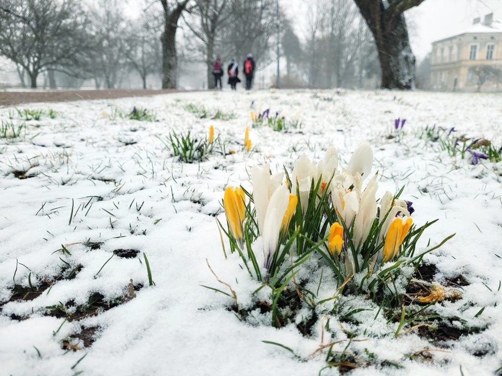 Krokusy w zimowej scenerii w Parku Miejskim w Piasecznie, foto Marcin Borkowski