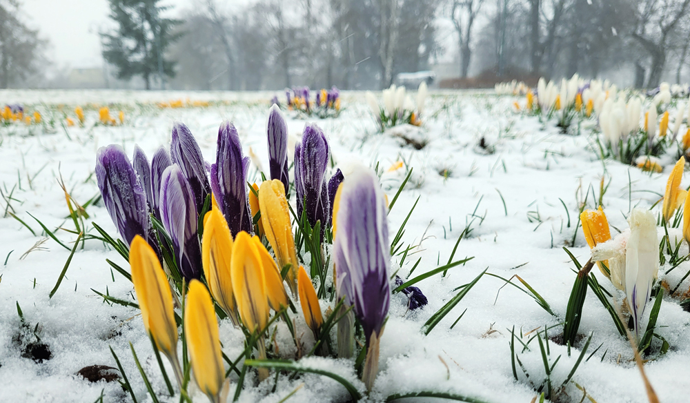Prima aprilis czy to wiosna czy zima? Krokusy w śniegu. Foto Marcin Borkowski